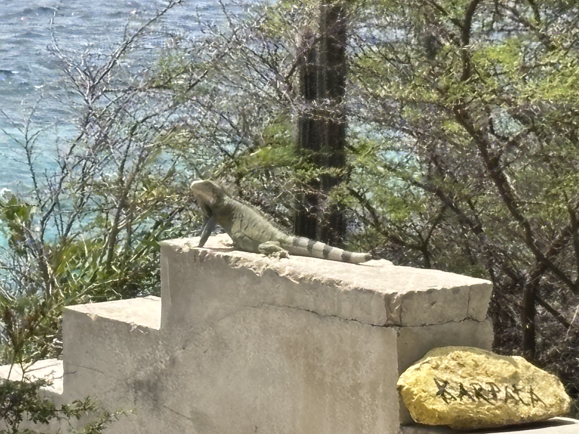 Leguaan op Bonaire